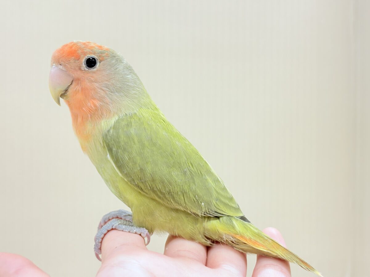 コザクラインコ（小桜インコ）
