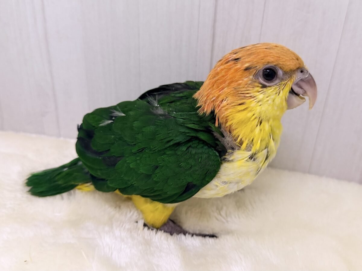シロハラインコ