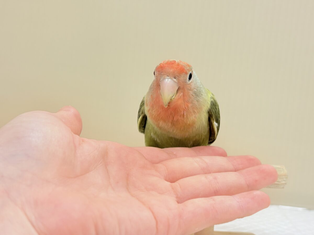 コザクラインコ（小桜インコ）