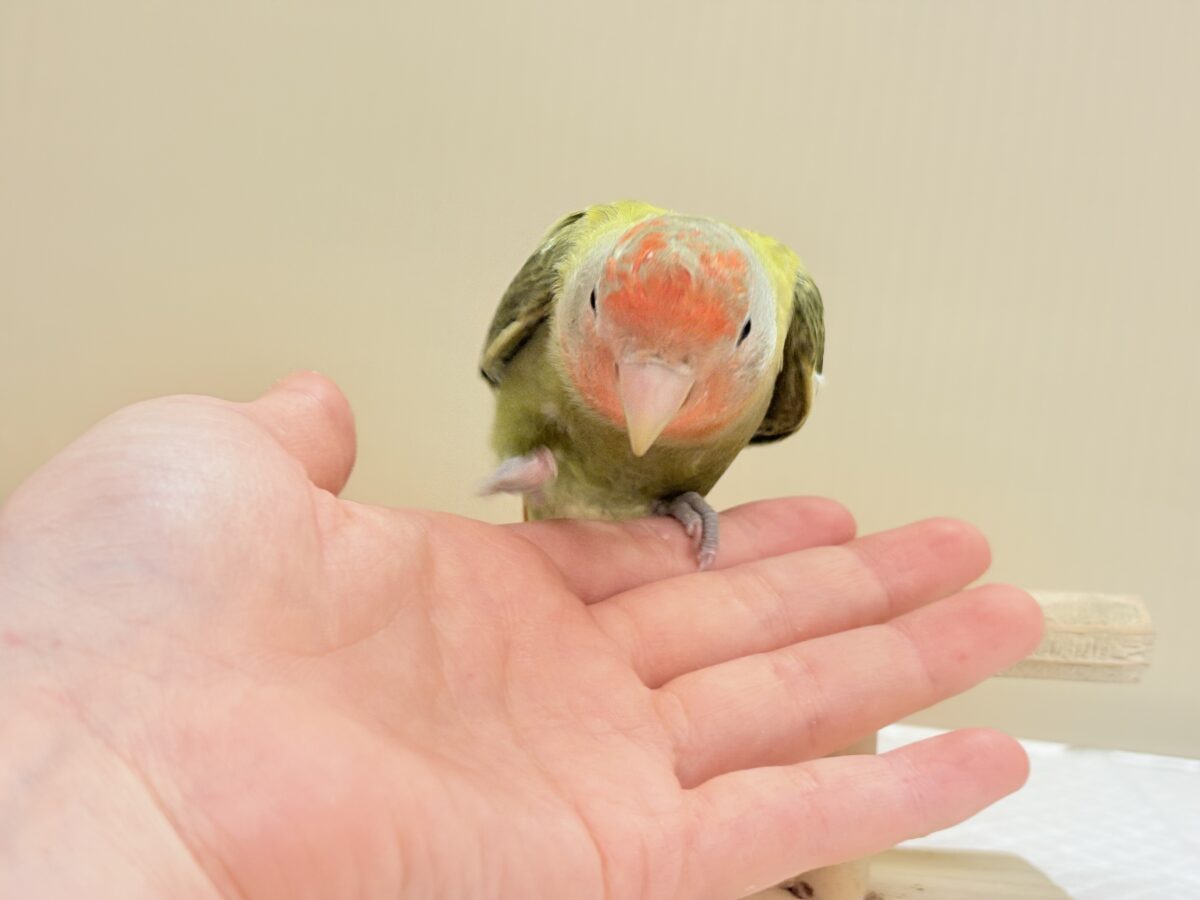 コザクラインコ（小桜インコ）