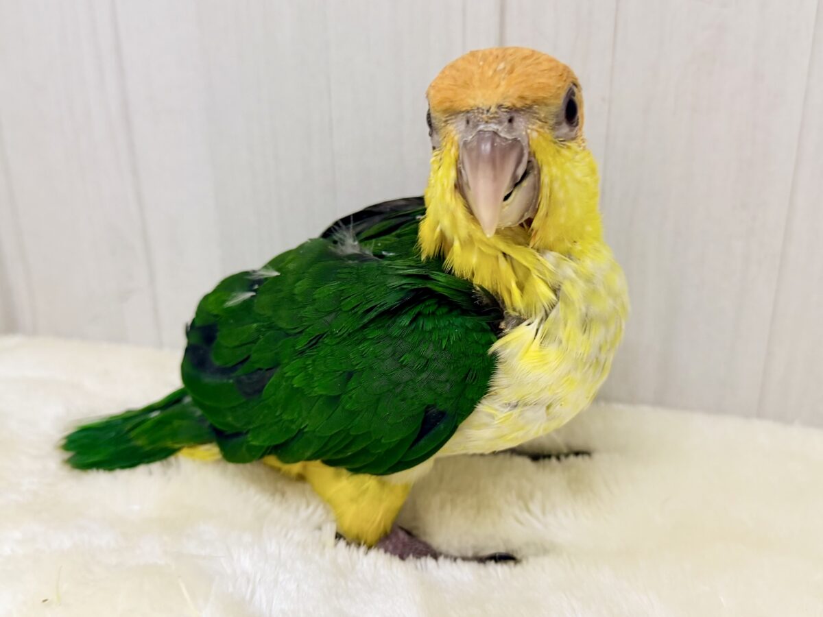 シロハラインコ