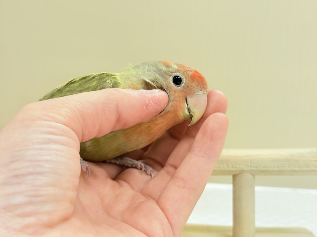 コザクラインコ（小桜インコ）