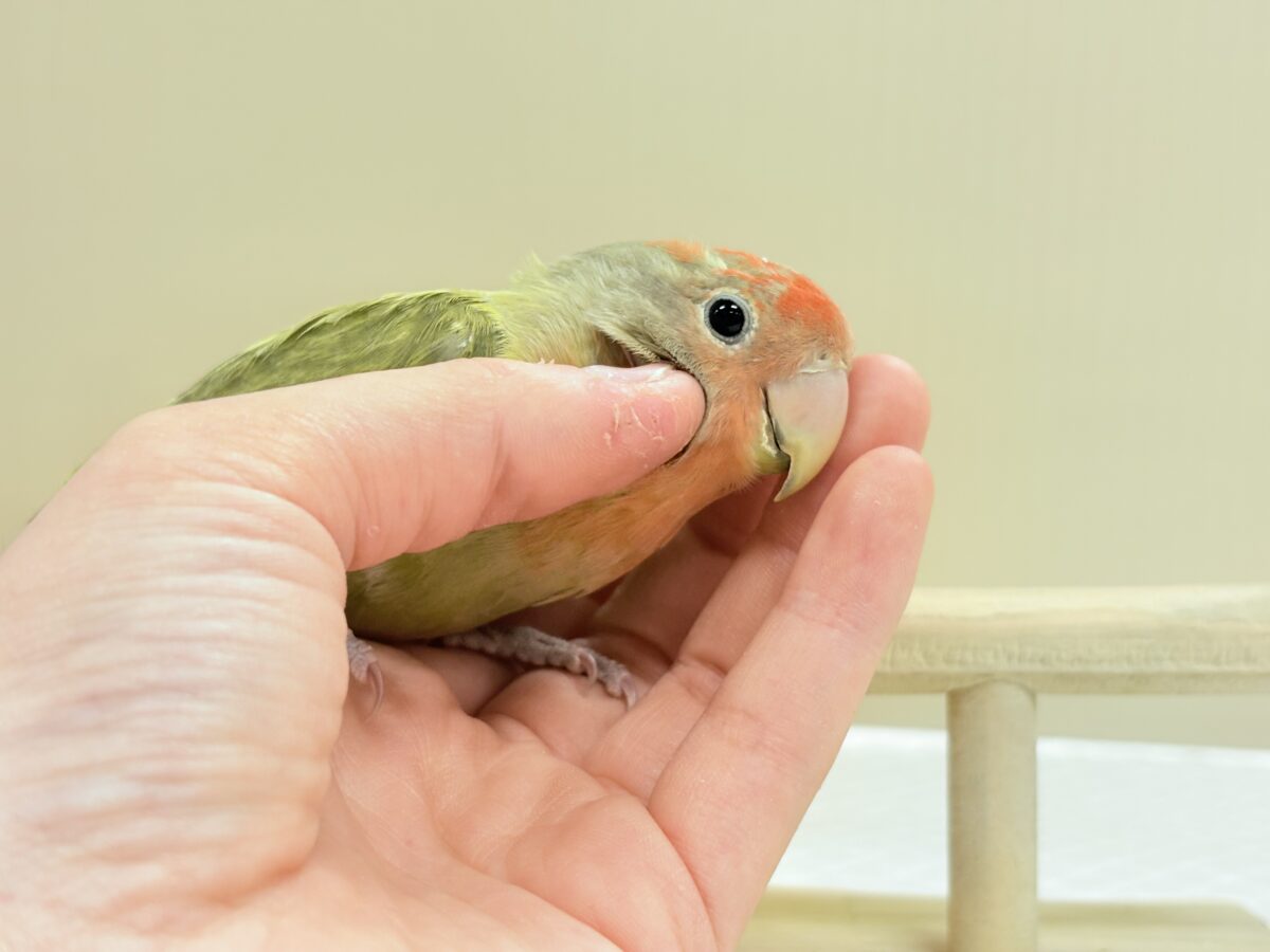 コザクラインコ（小桜インコ）