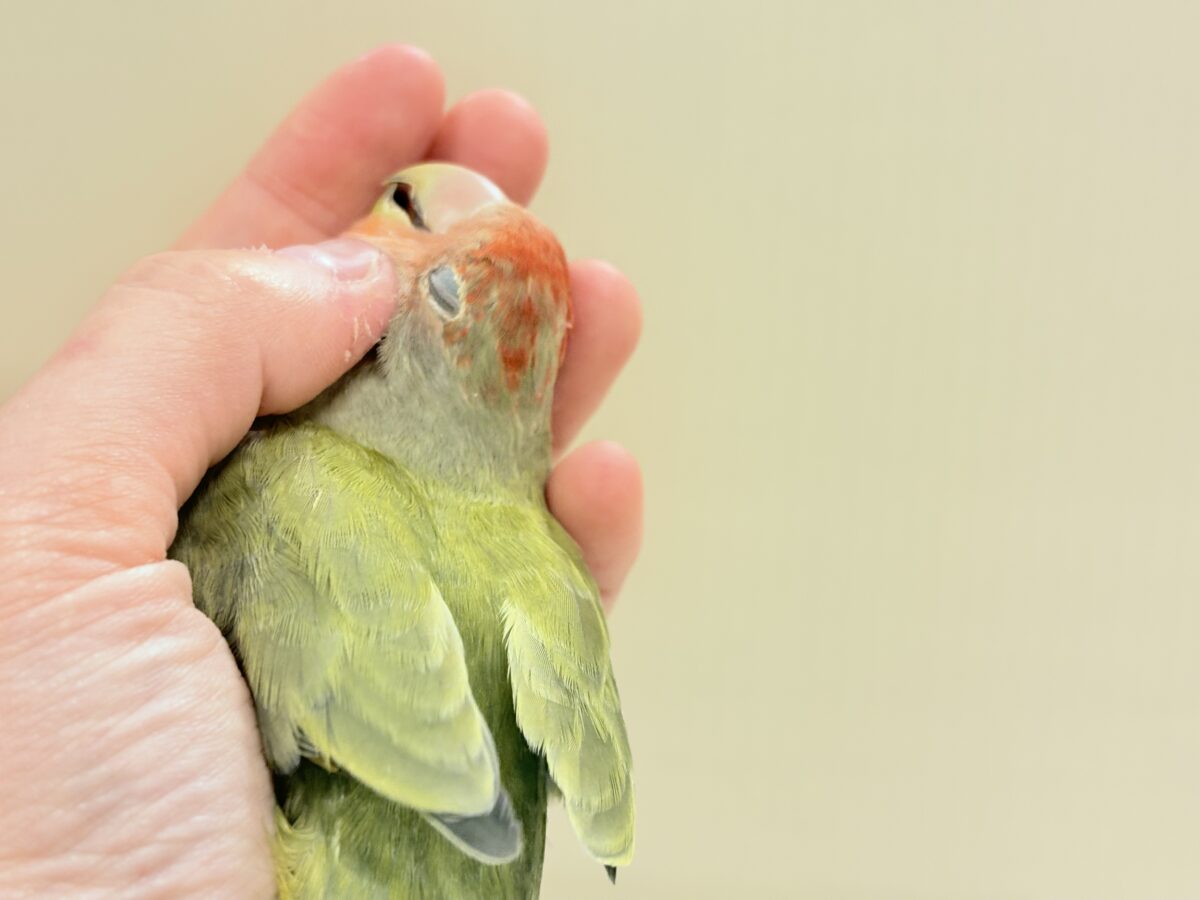 コザクラインコ（小桜インコ）