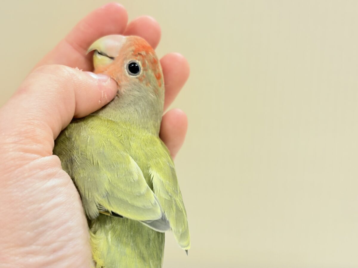 コザクラインコ（小桜インコ）