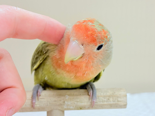 甘え方の可愛い子っ♡コザクラインコ(オリーブ)