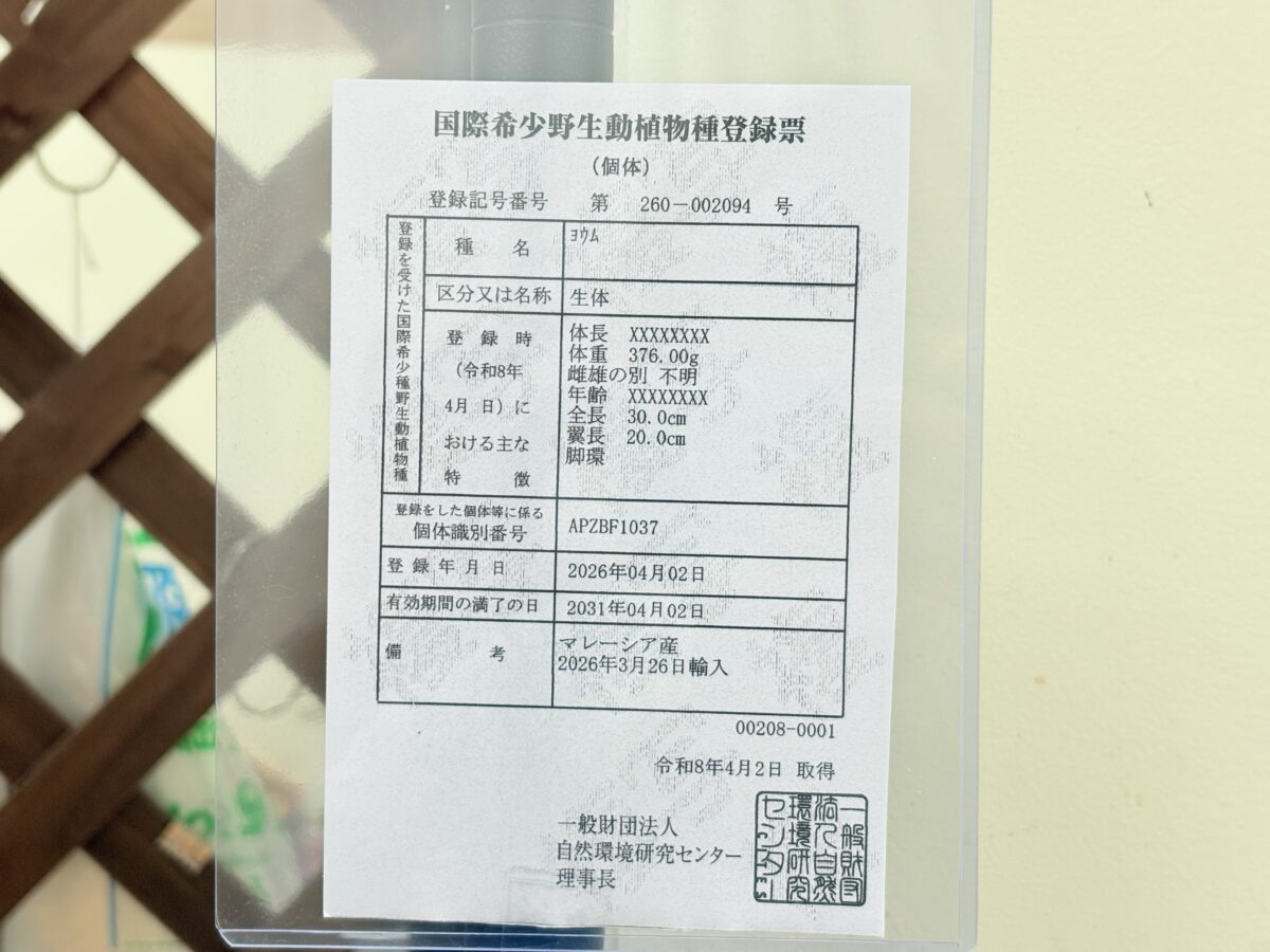 ヨウム