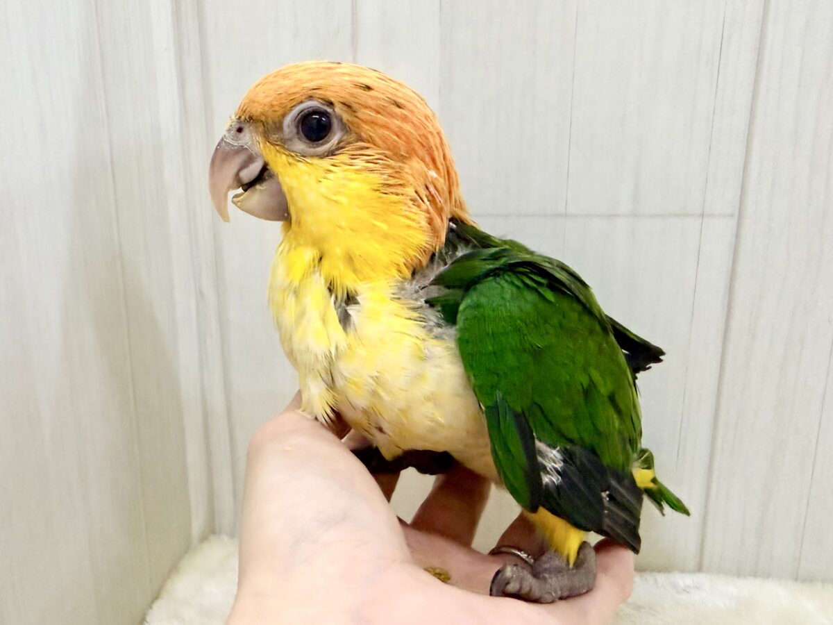 シロハラインコ