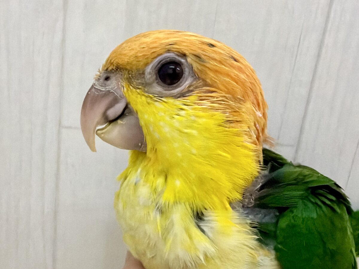 シロハラインコ