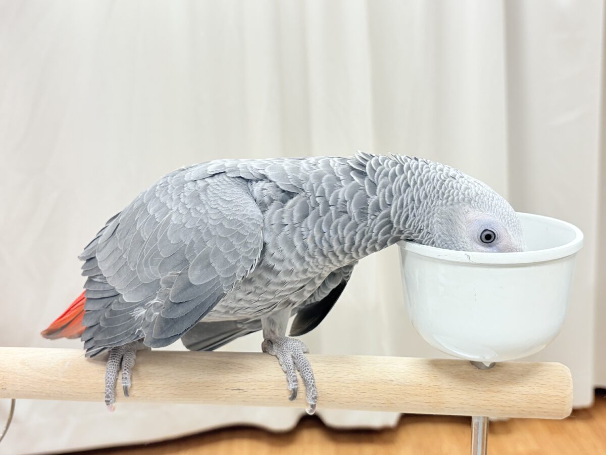 ヨウム