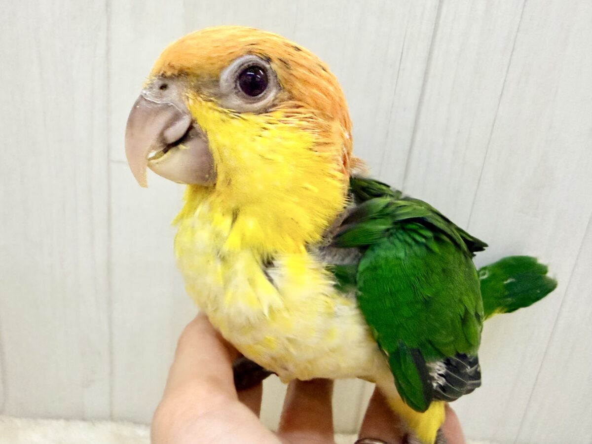 シロハラインコ