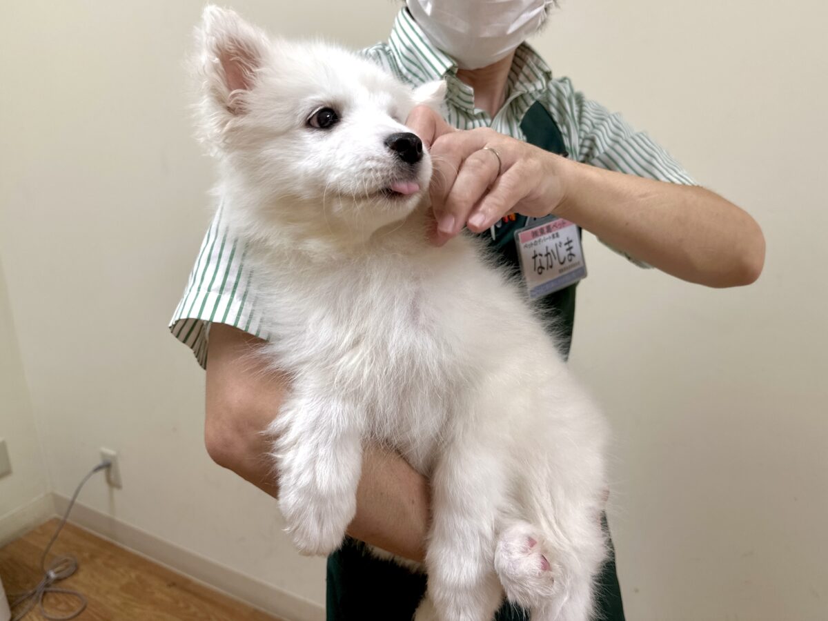 サモエド