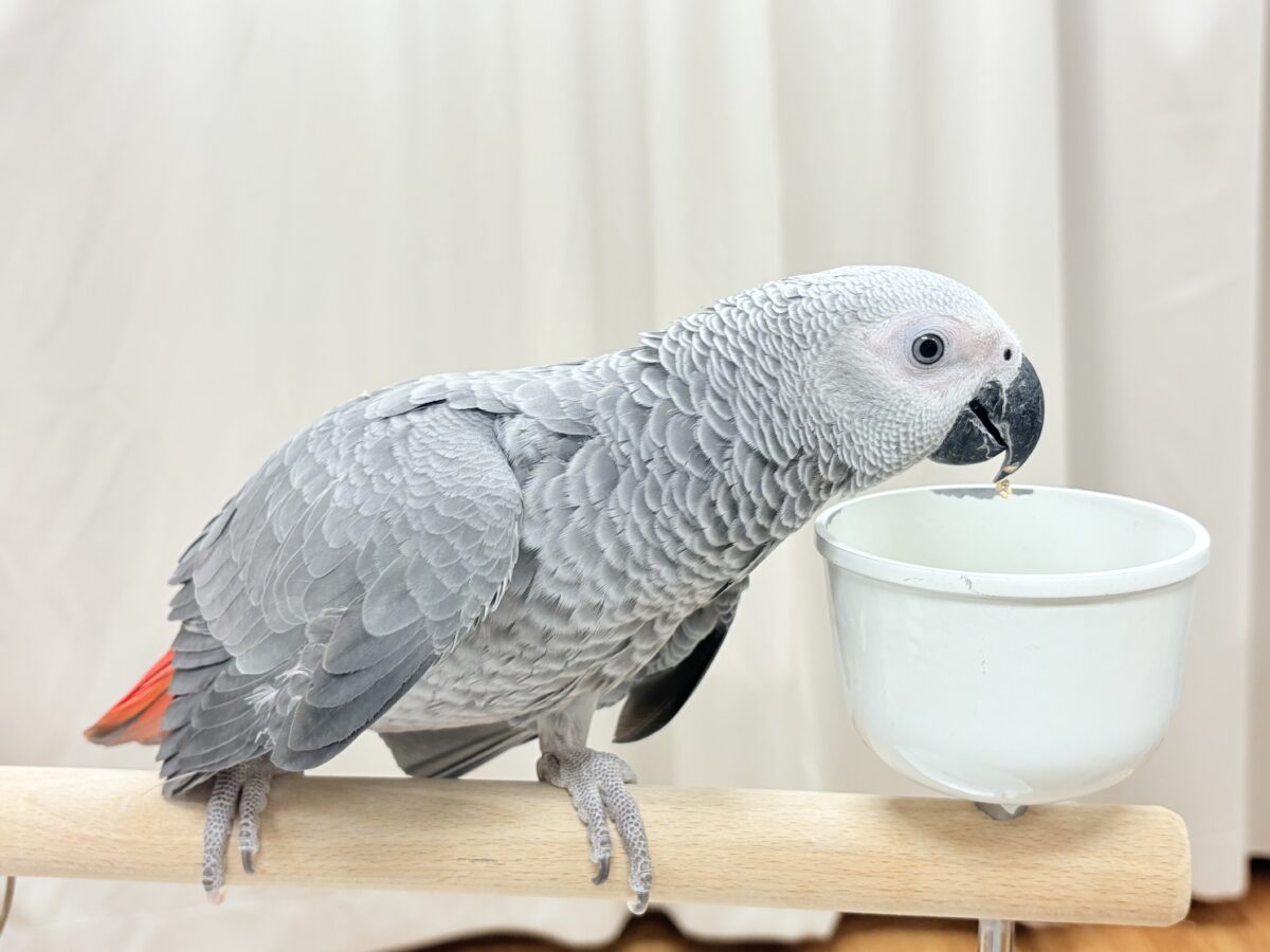 ヨウム