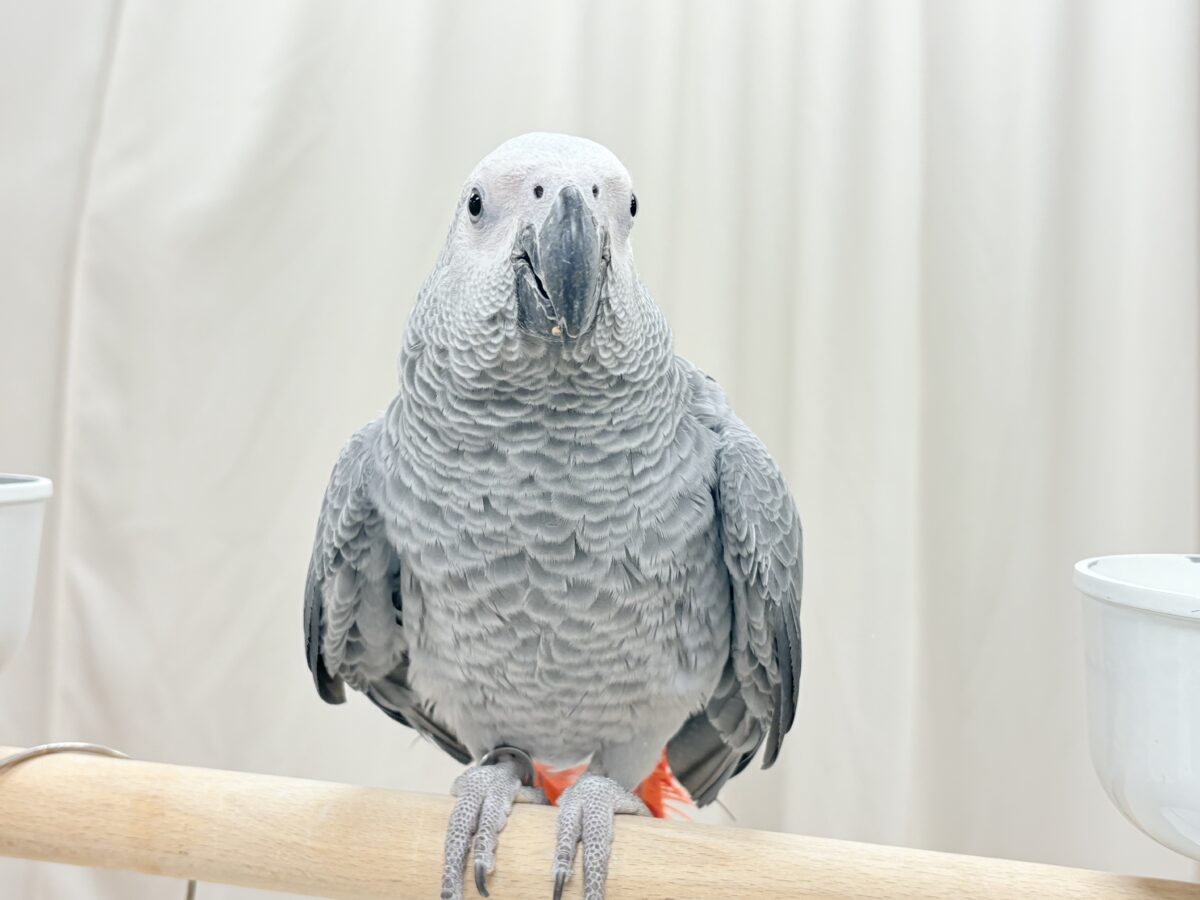 ヨウム