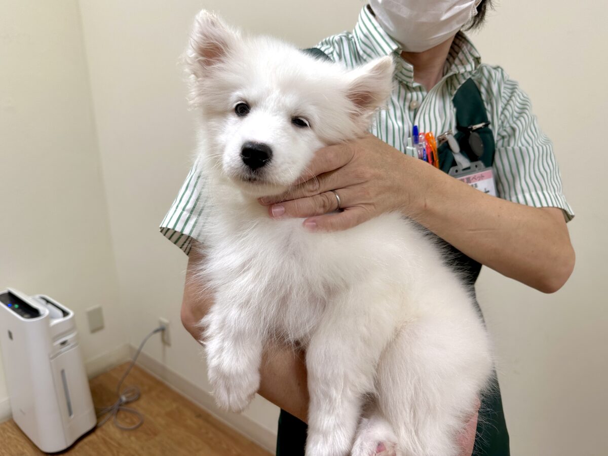サモエド