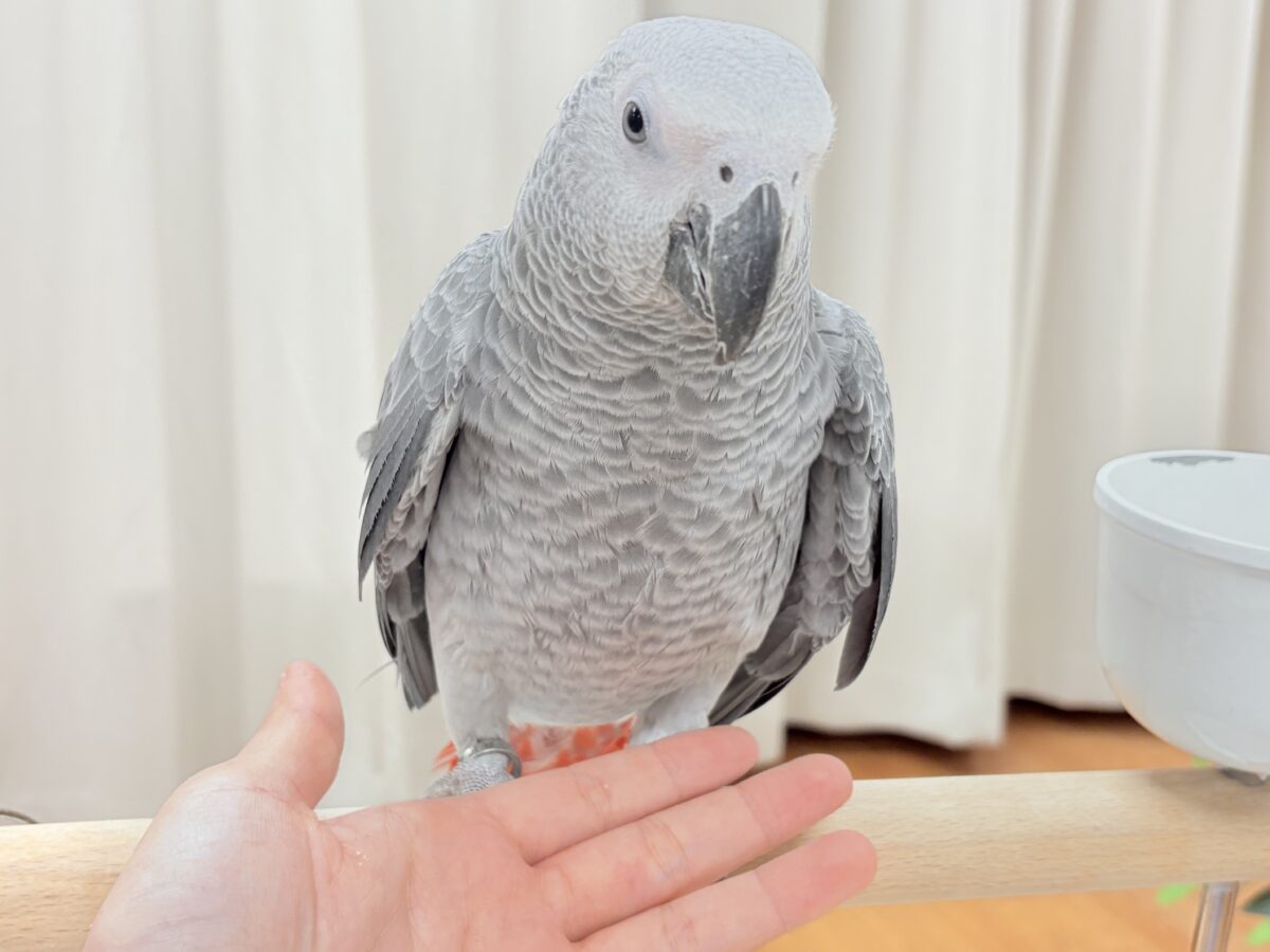 ヨウム
