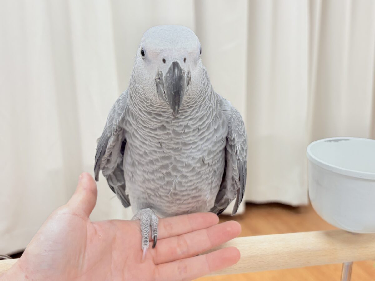 ヨウム