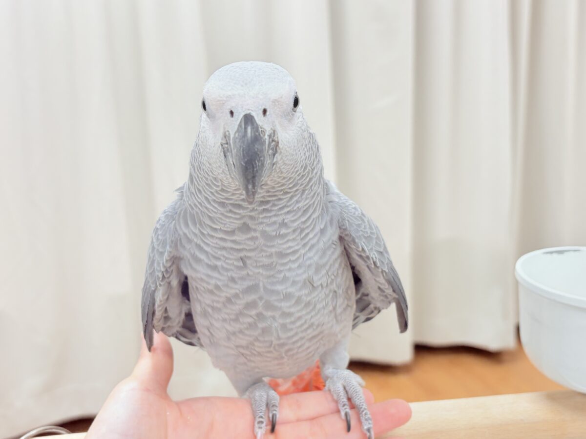ヨウム