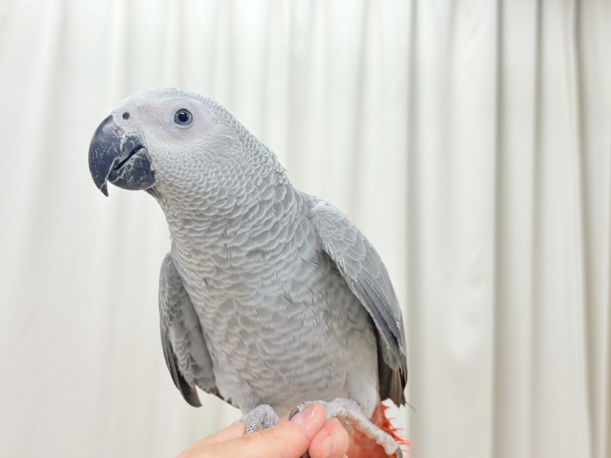 ヨウム