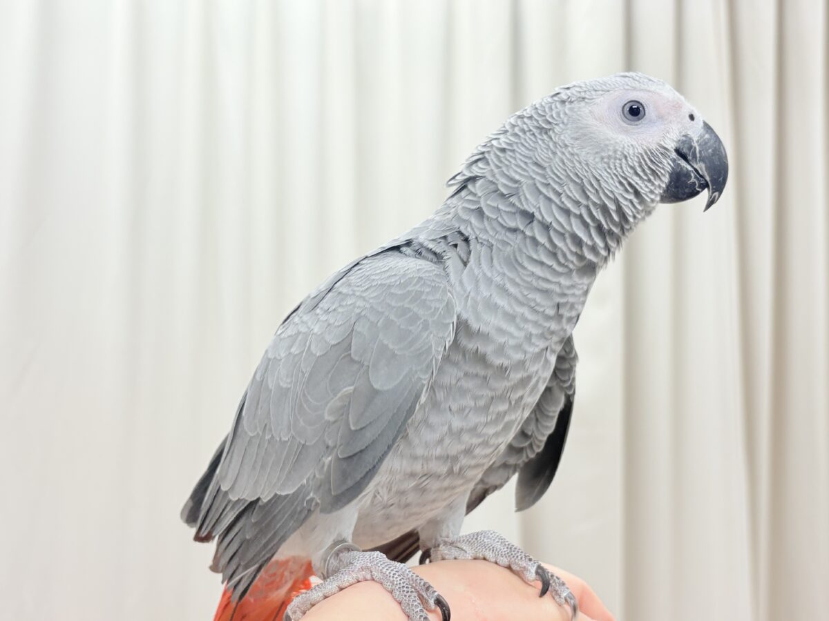 ヨウム