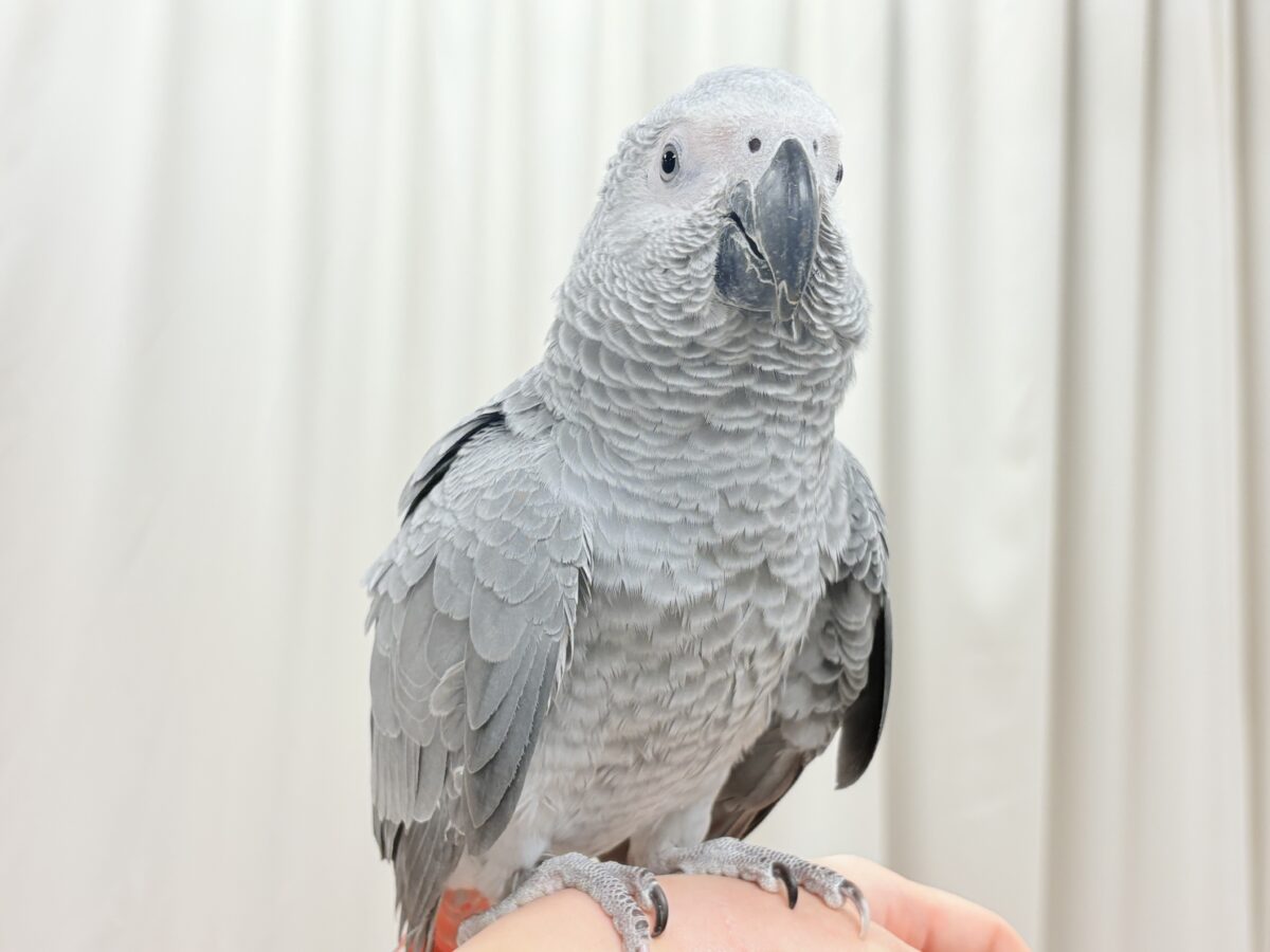 ヨウム