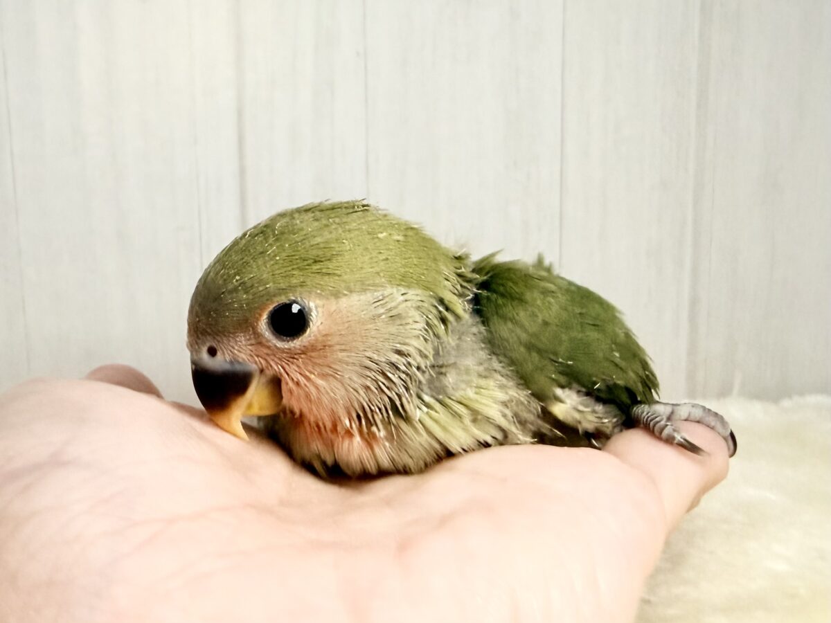 深みのある🍵🌿シックでカッコいいコザクラインコさん💕(ノーマル