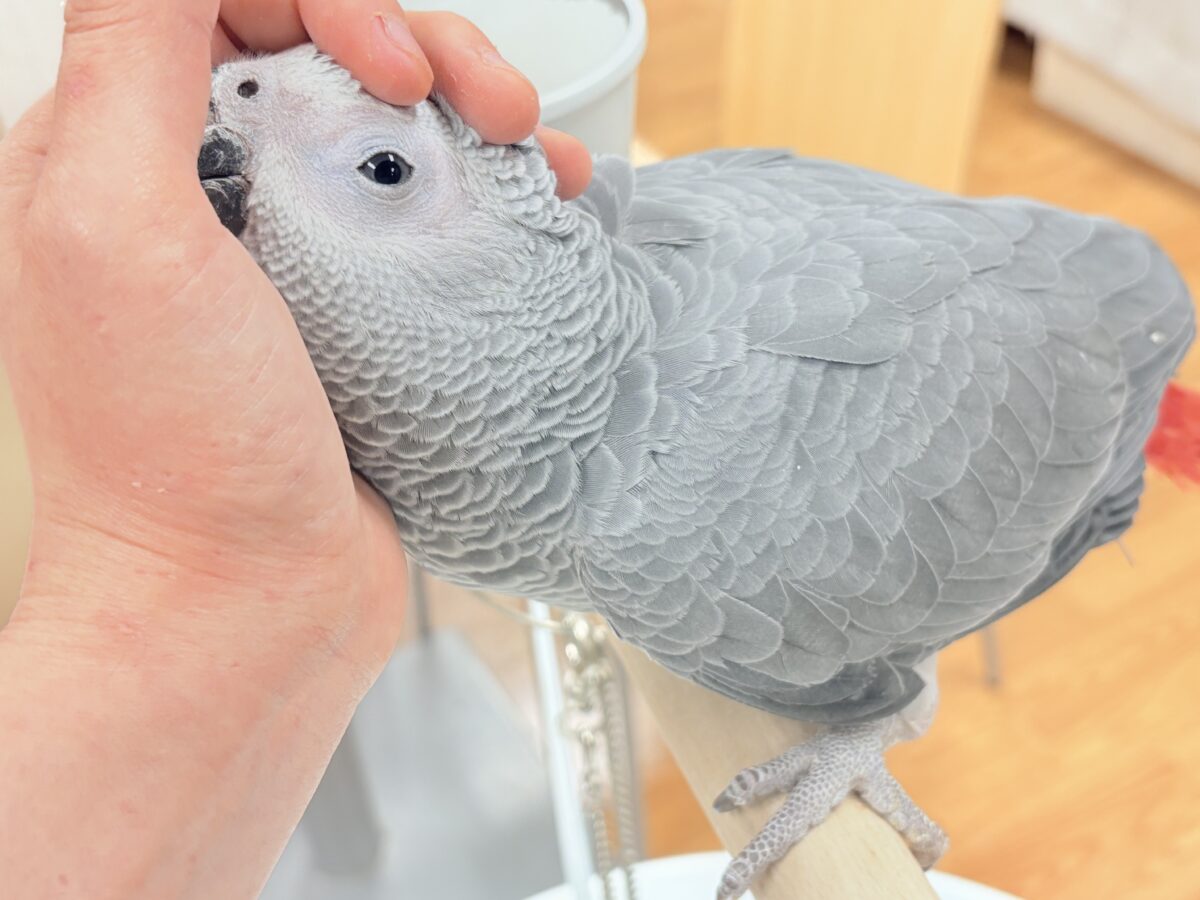 ヨウム