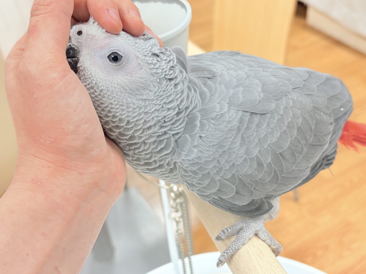 ヨウム