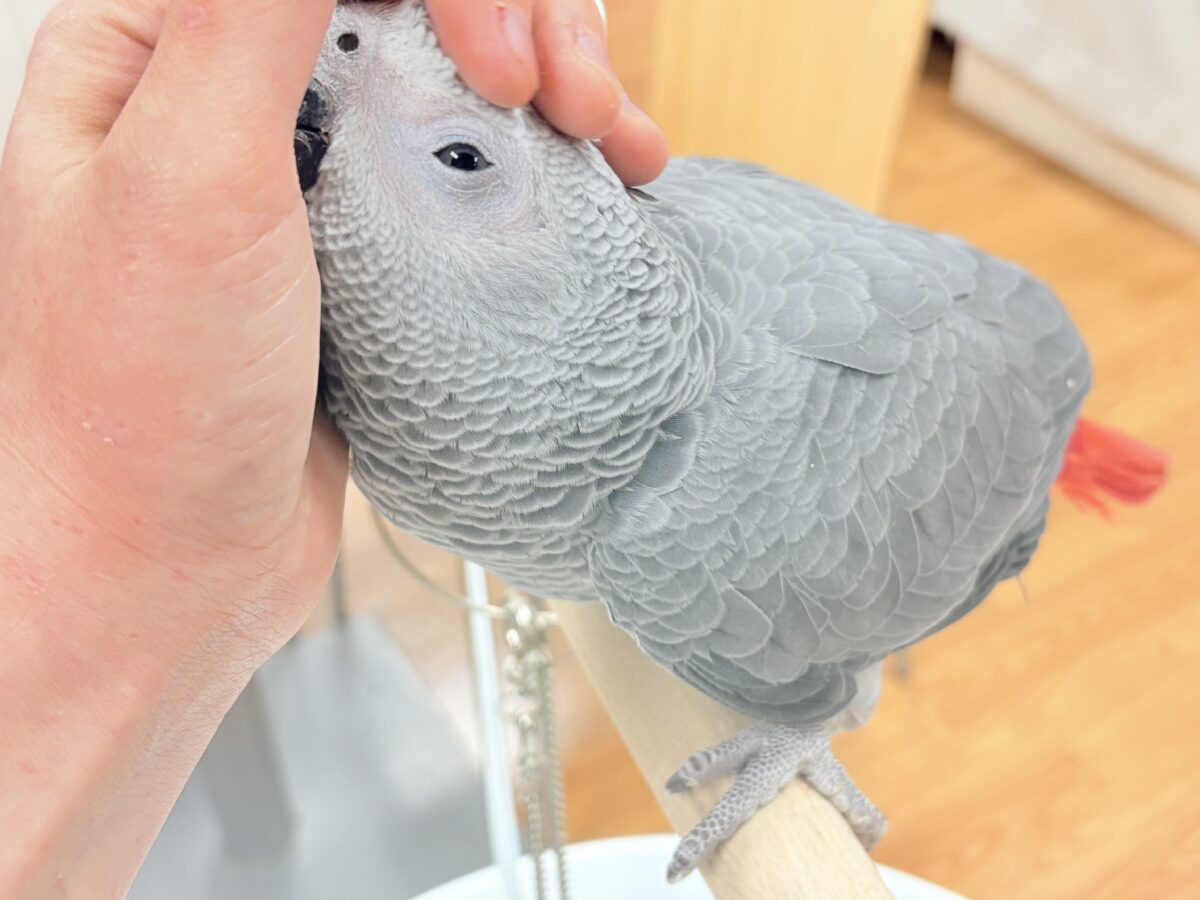 ヨウム