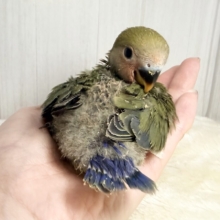 深みのある🍵🌿‬シックでカッコいいコザクラインコさん💕(ノーマル(ダークグリーン))入荷しました❤️