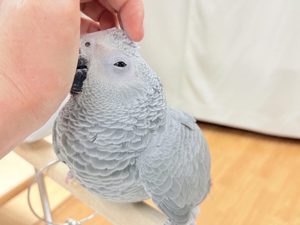 ヨウム