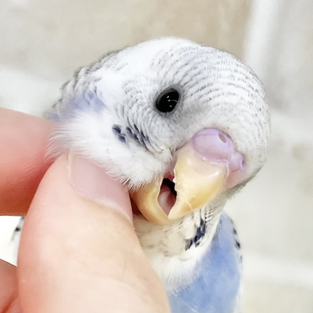 【🆙最新画像あり‼️】青空カラー🩵☁️✨　セキセイインコ（ブルーパイド）