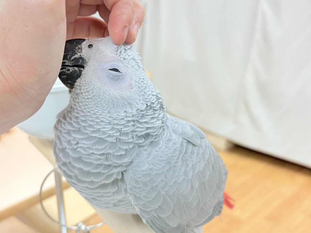 ヨウム