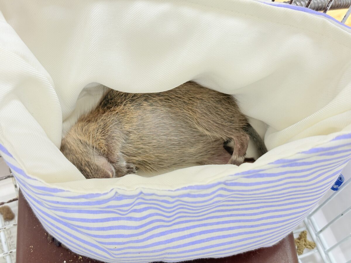 デグー