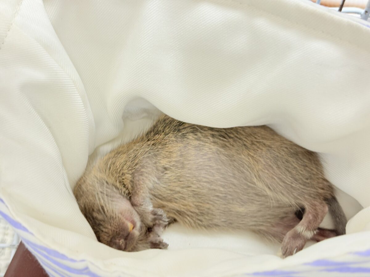 デグー