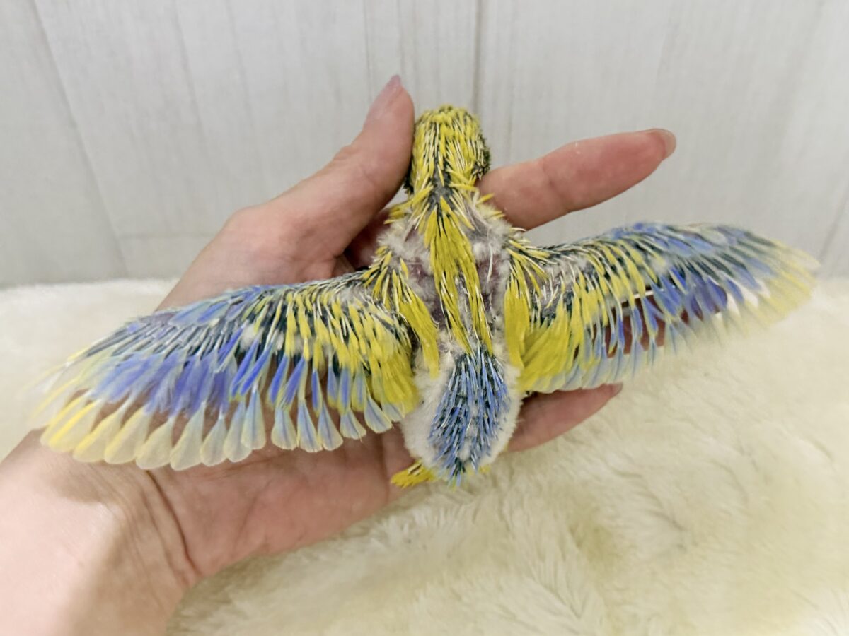 マメルリハ
