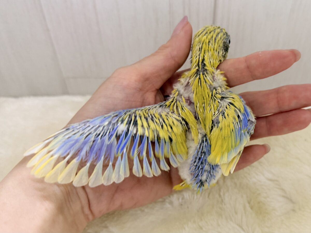 マメルリハ