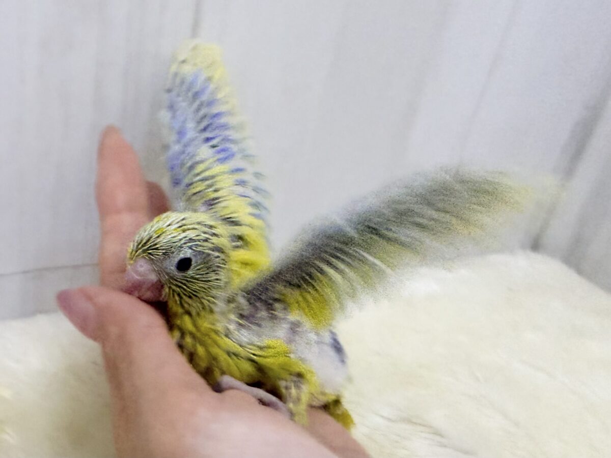 マメルリハ