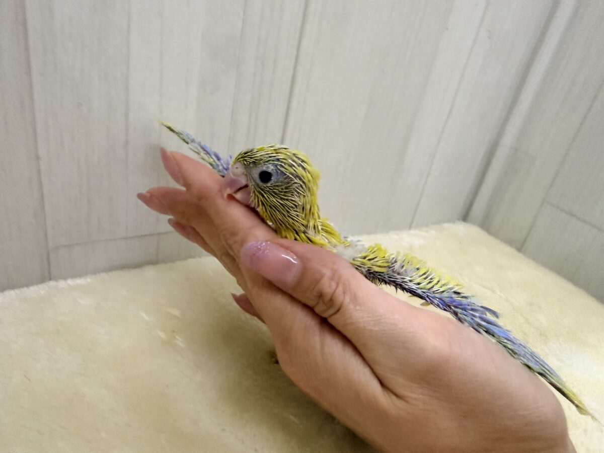 マメルリハ