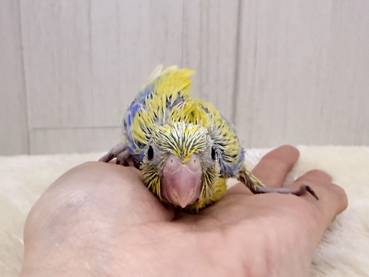 マメルリハ