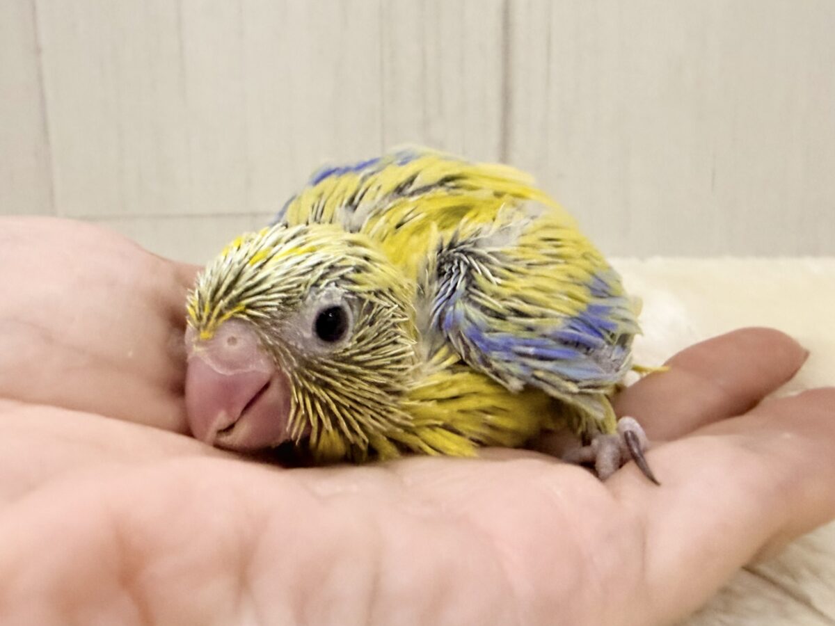 マメルリハ