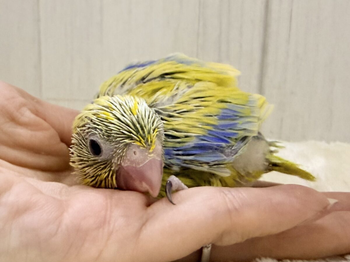 マメルリハ