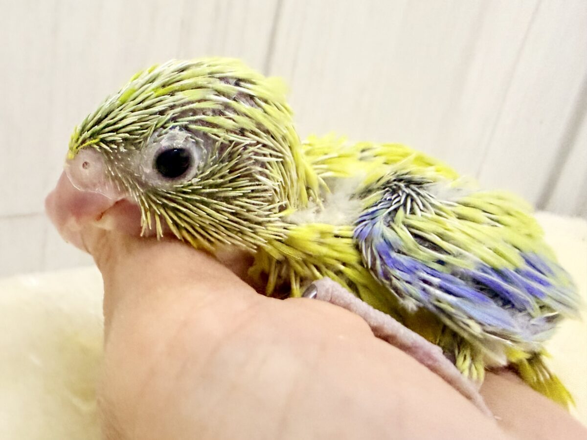 マメルリハ