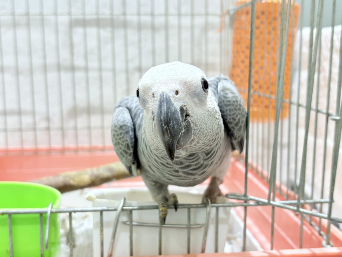 ヨウム