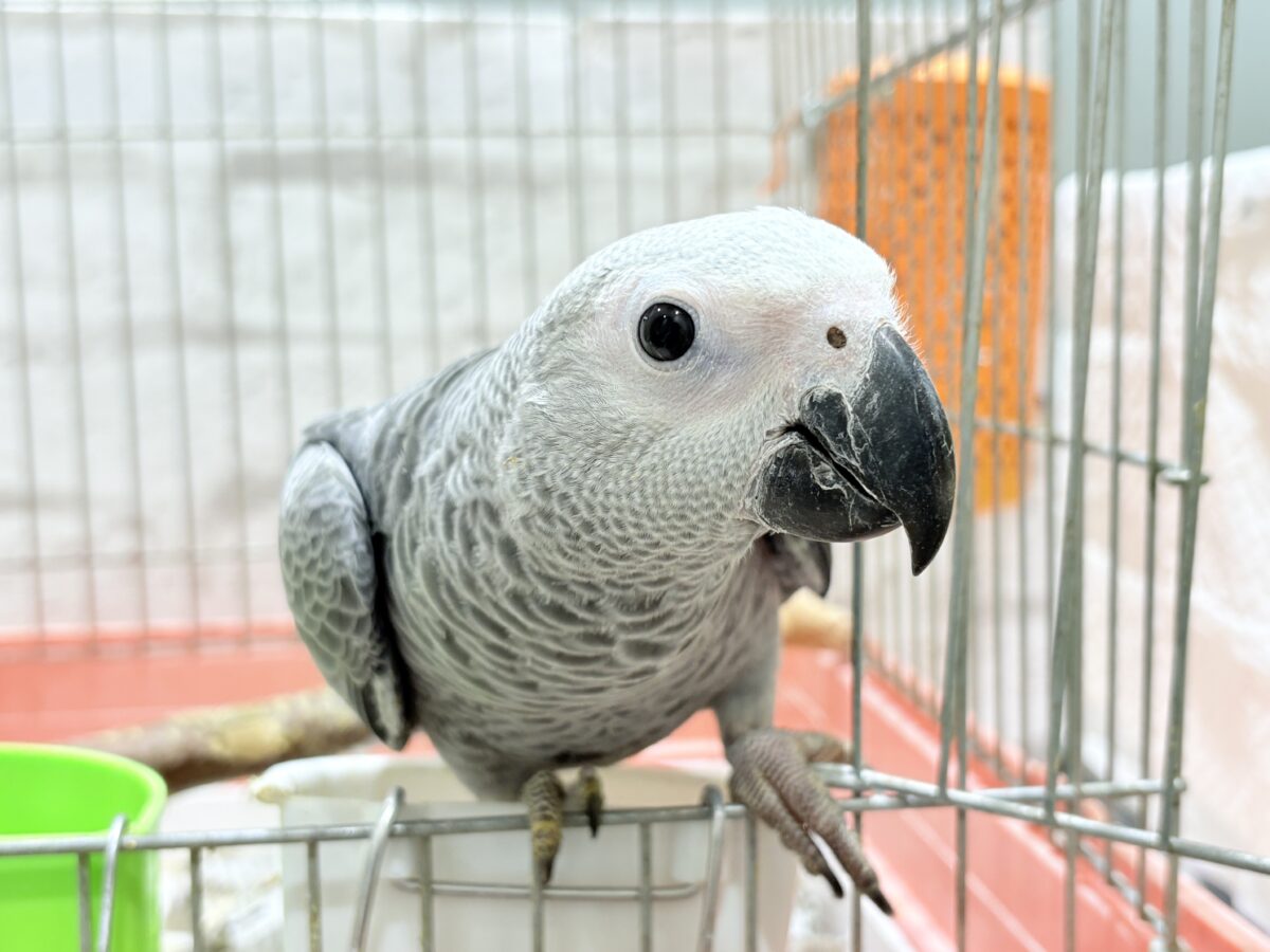 ヨウム