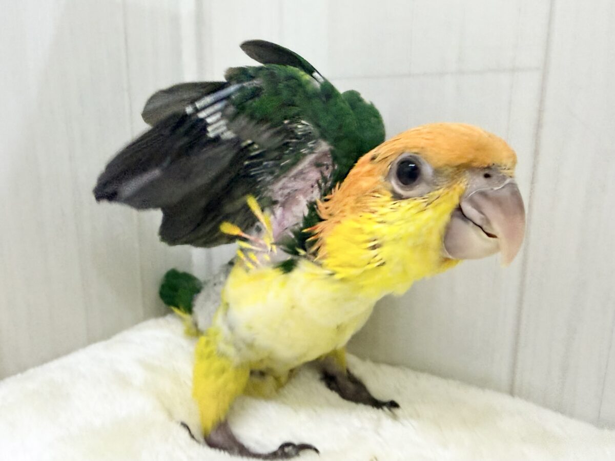 シロハラインコ