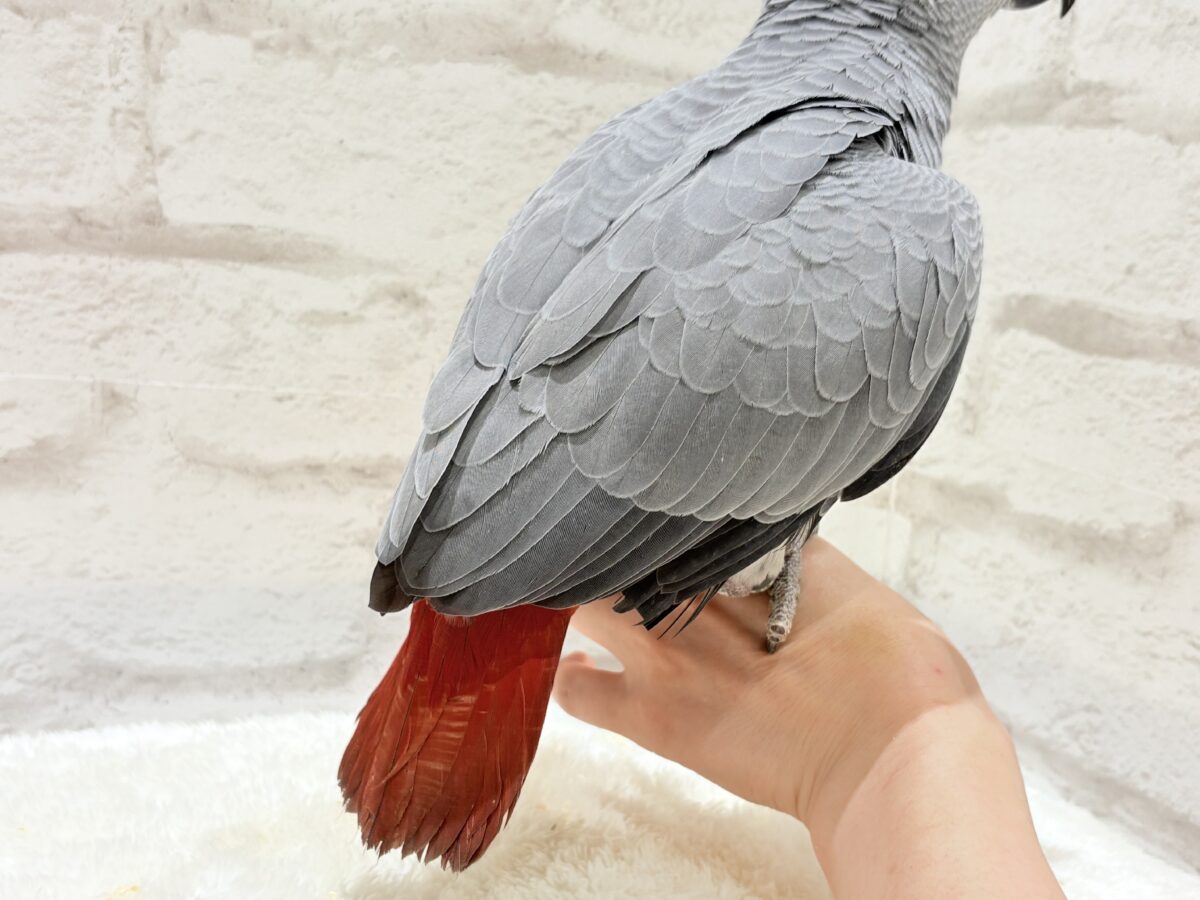 ヨウム