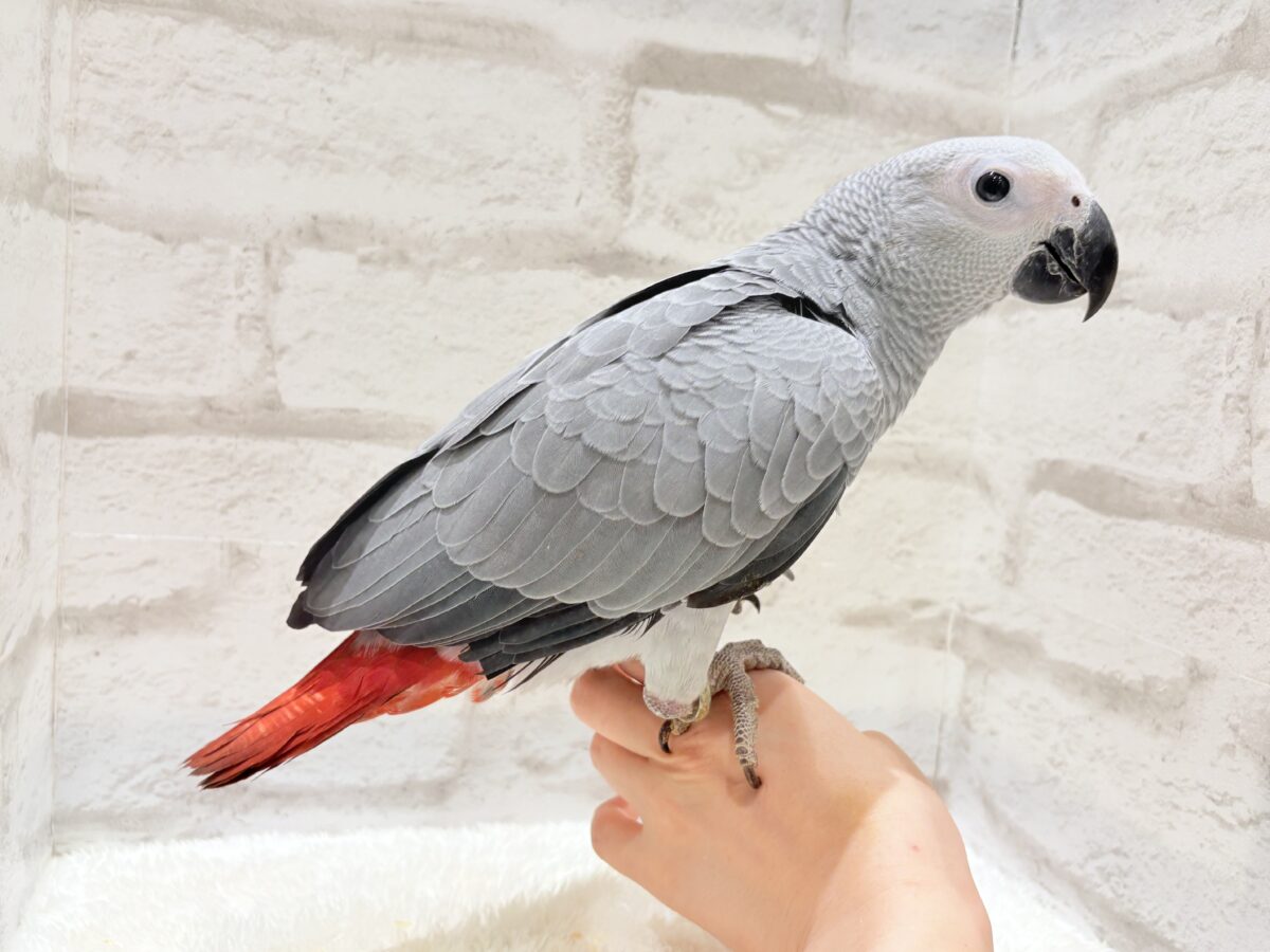 ヨウム