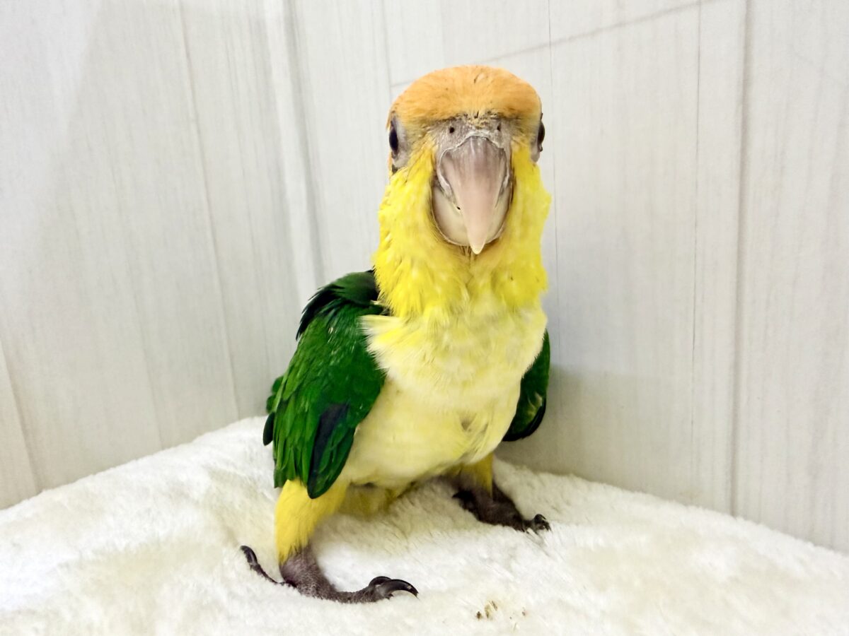 シロハラインコ