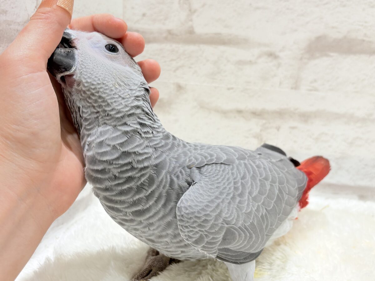 ヨウム
